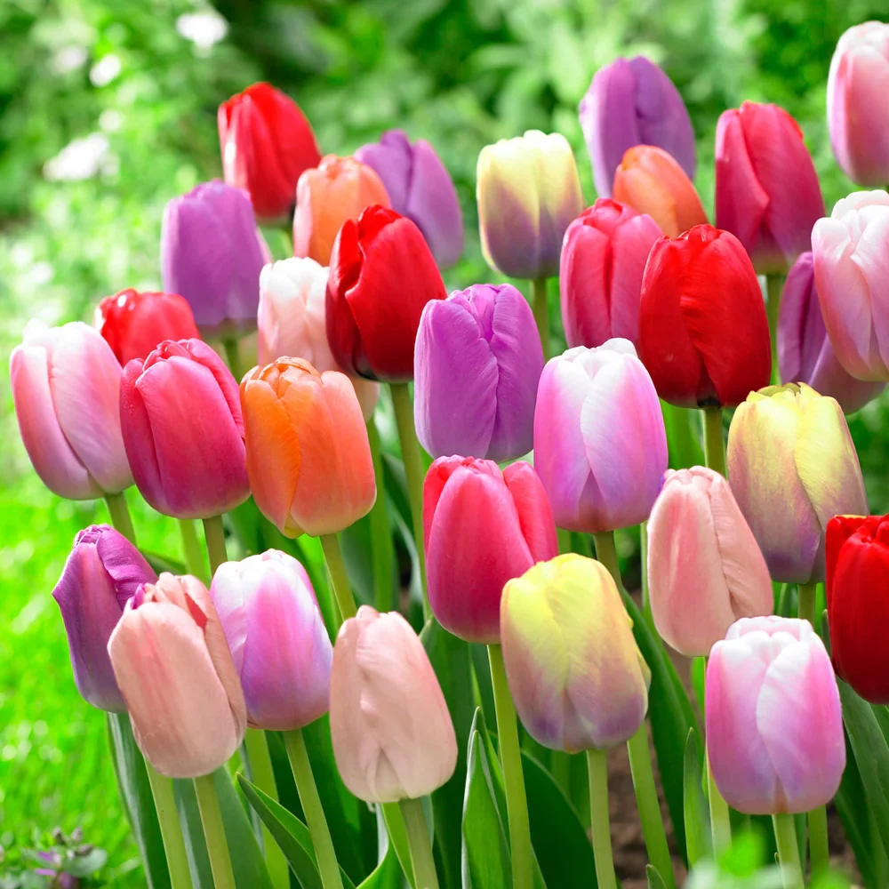 Pride Tulip Mixture - Image 3