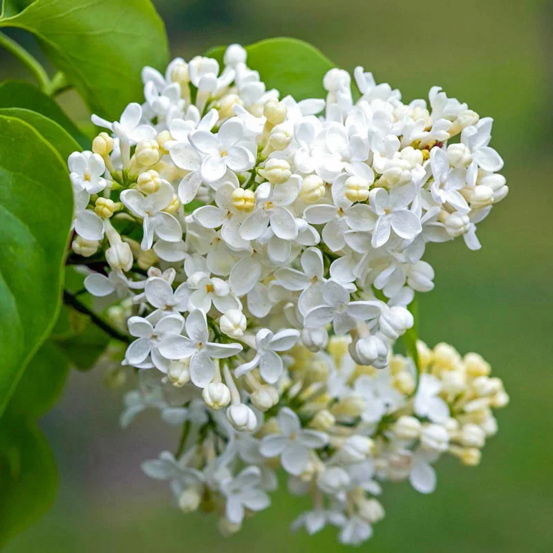 Primrose Lilac Shrub