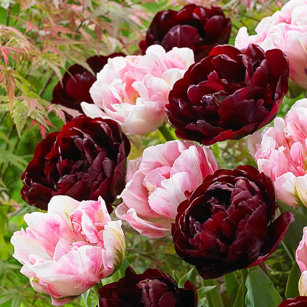 Prom Night Double Tulip Duet
