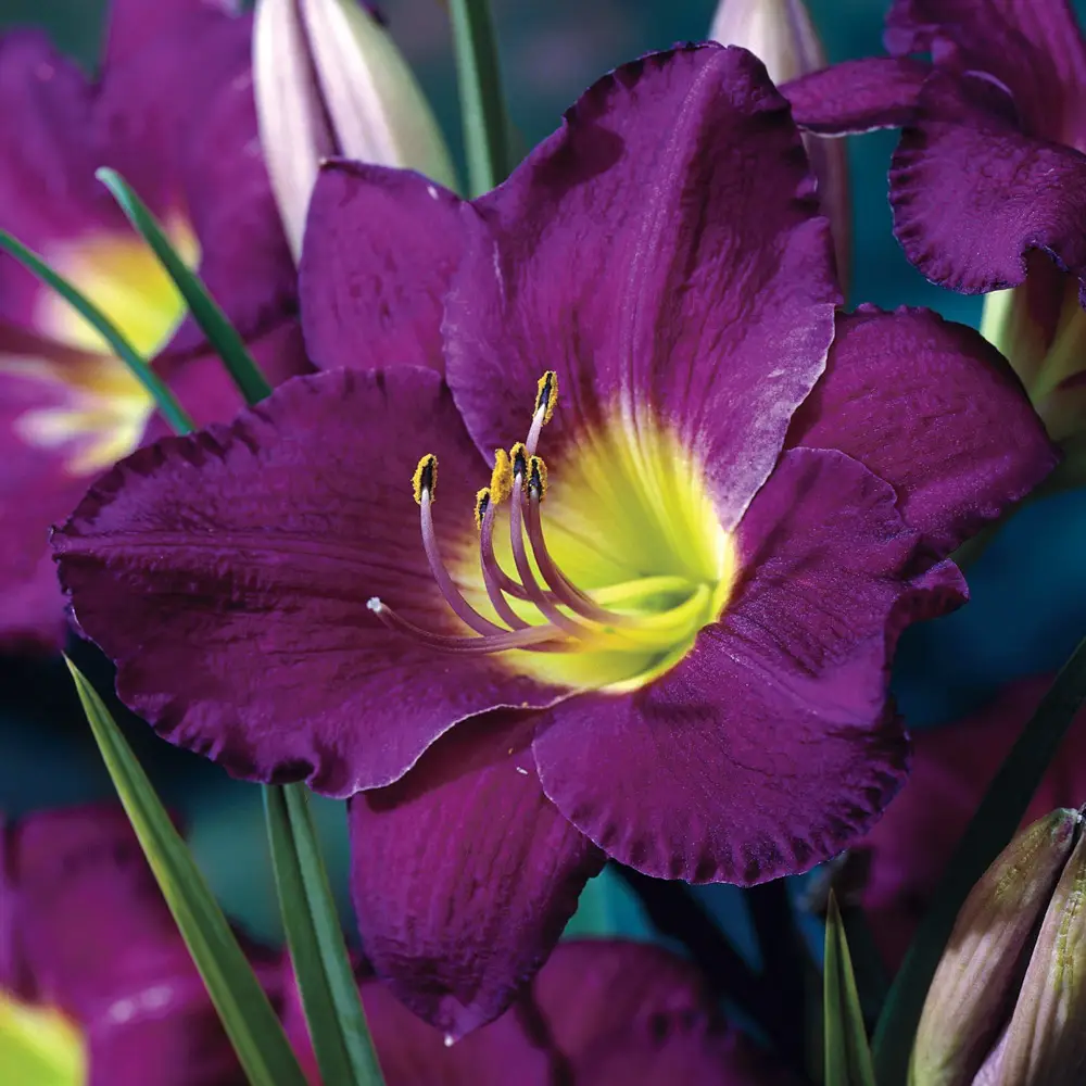 Daylily Purple d'Oro - Image 3