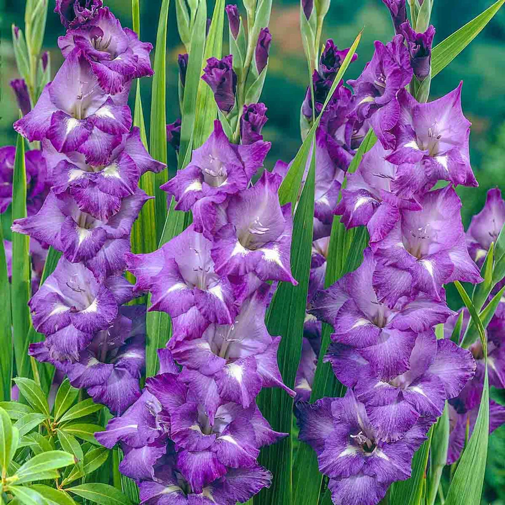 Gladiolus Blue Isle