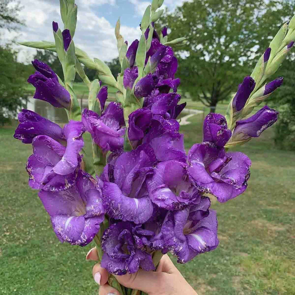 Gladiolus Blue Isle - Image 2
