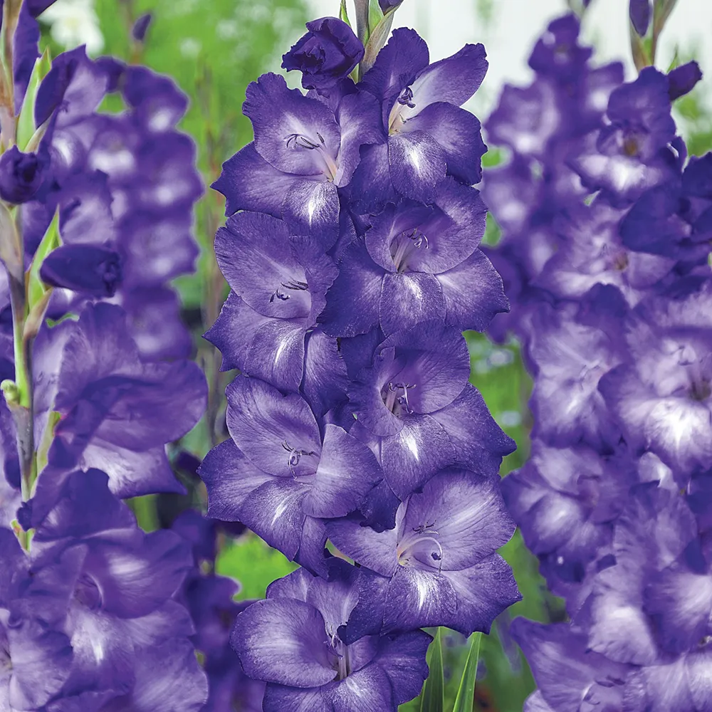 Gladiolus Blue Isle - Image 3