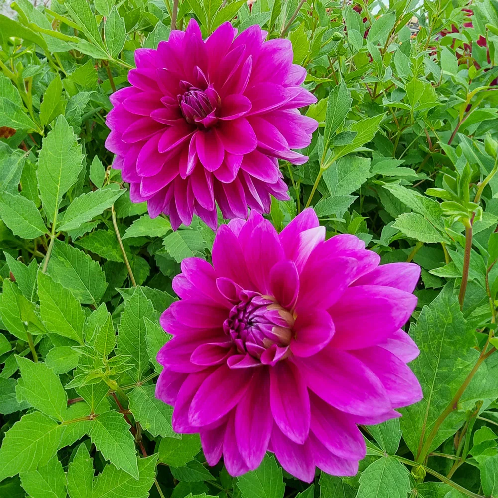 Large Decorative Dahlia Le Baron - Image 2