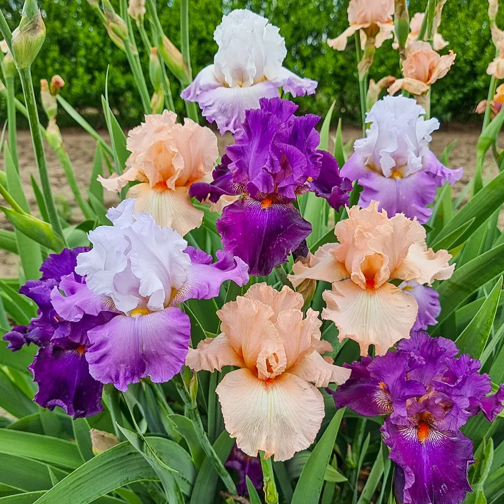 Purple & Pink German Iris Mix
