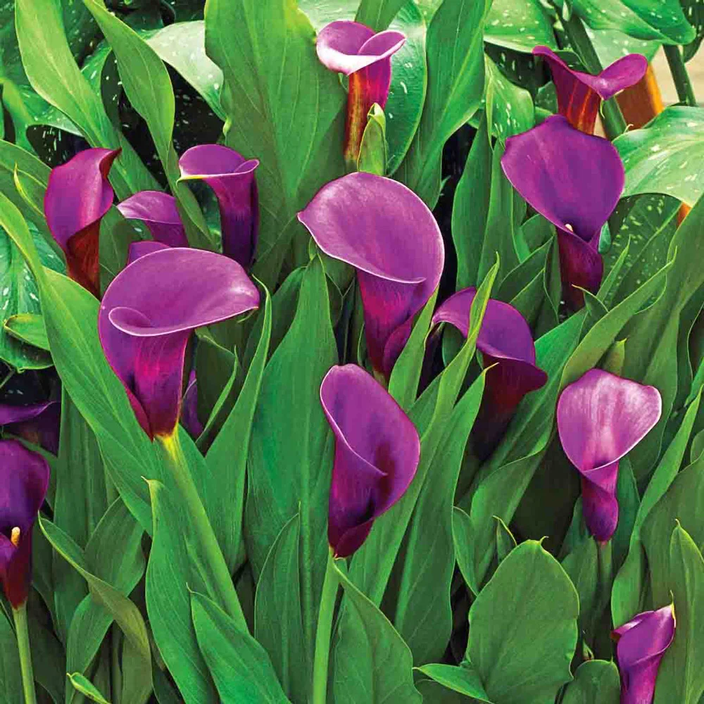 Free-Flowering Hybrid Calla Lily Purple Sensation - Image 2