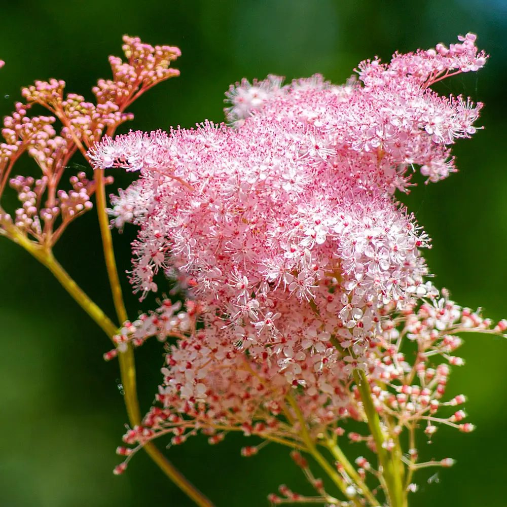 Queen of the Prairie - Image 2