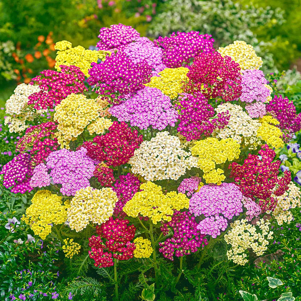 Rainbow Achillea Mix - Image 2
