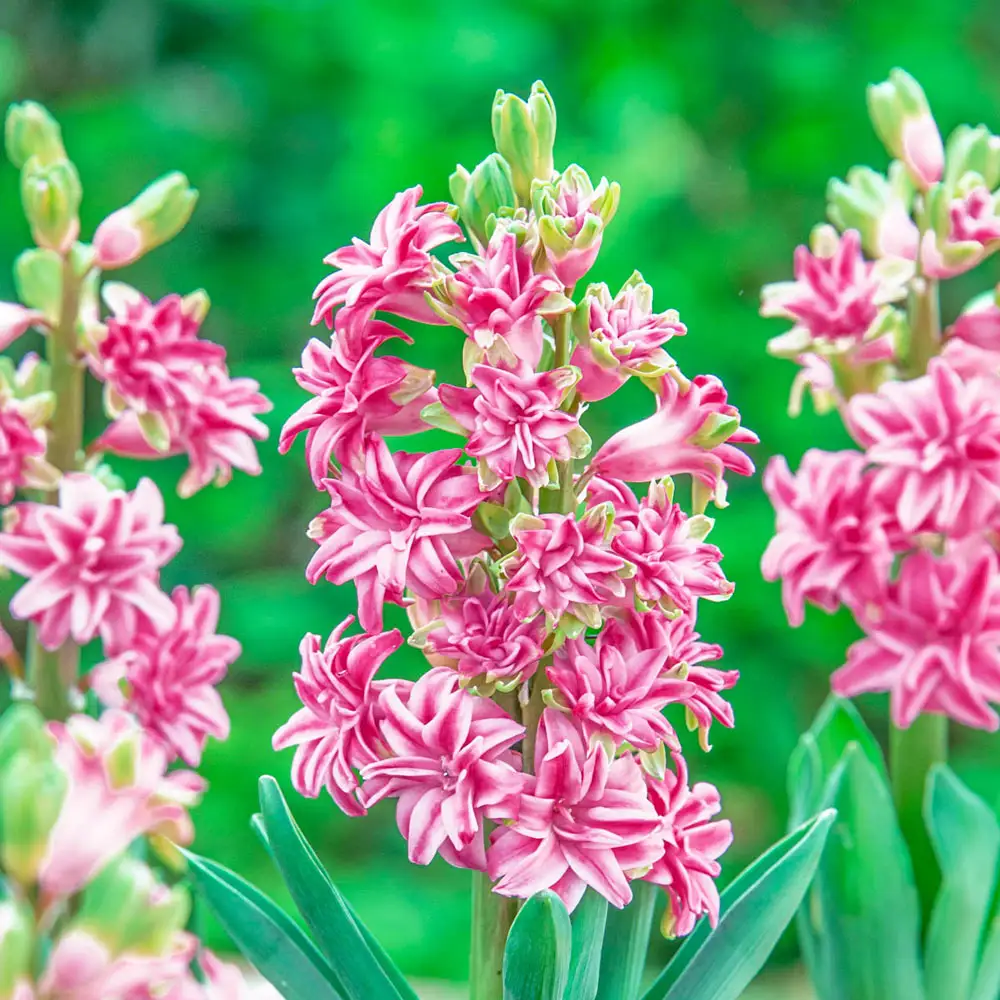 Rainbow Road UltraDouble™ Hyacinth