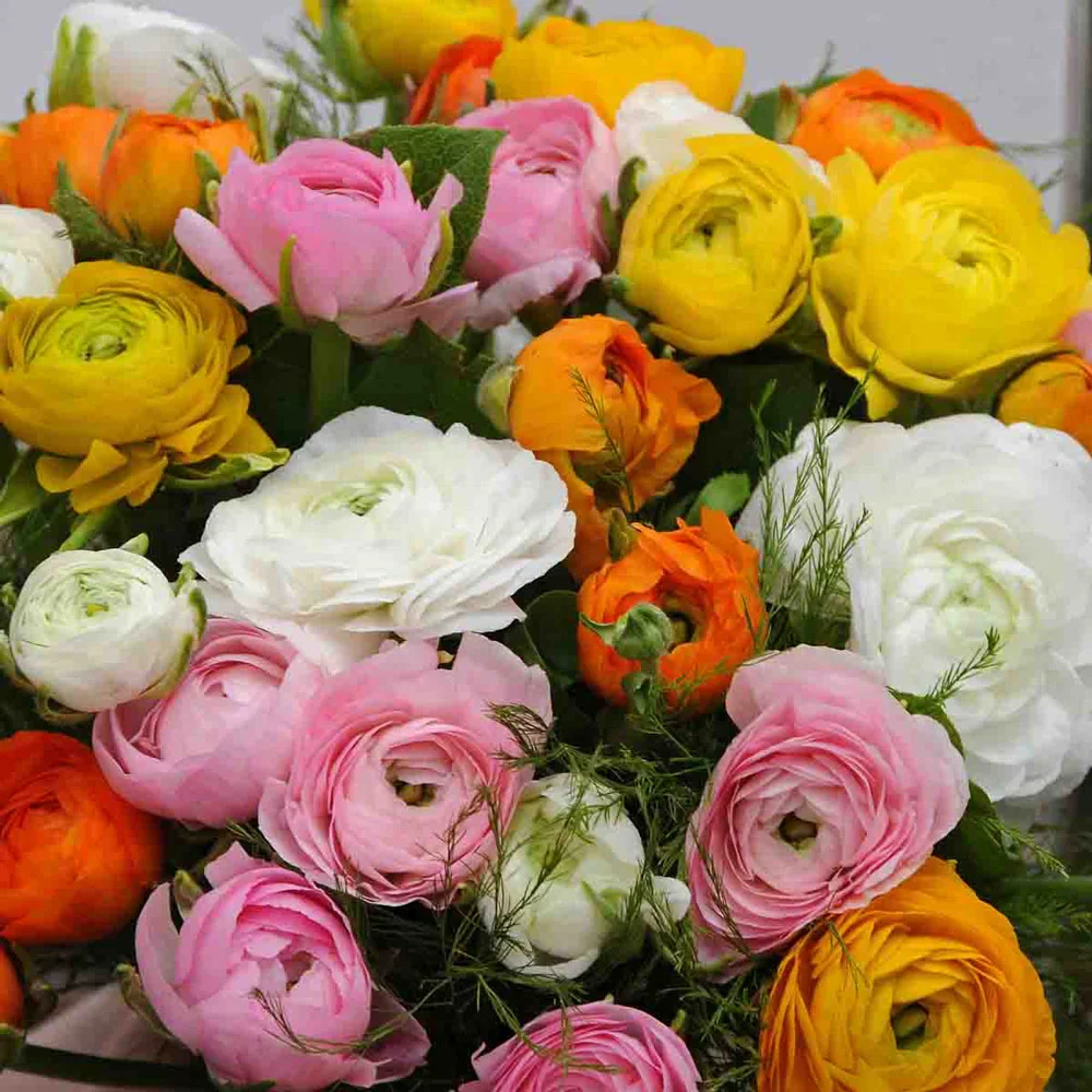 Ranunculus Mixed (Persian Buttercup) - Image 4