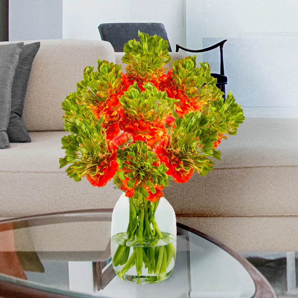 Ranunculus Crown Nervion®