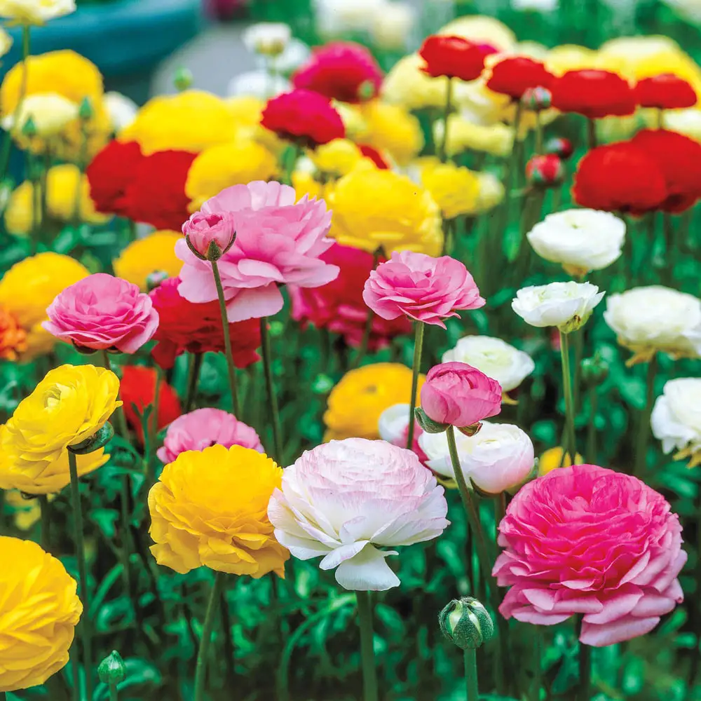 French Peony Ranunculus Mix - Image 3