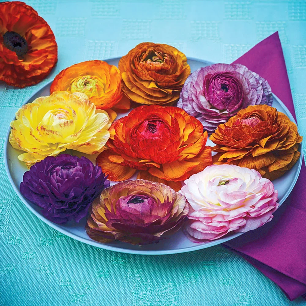 Ranunculus Picotee Mix - Image 2