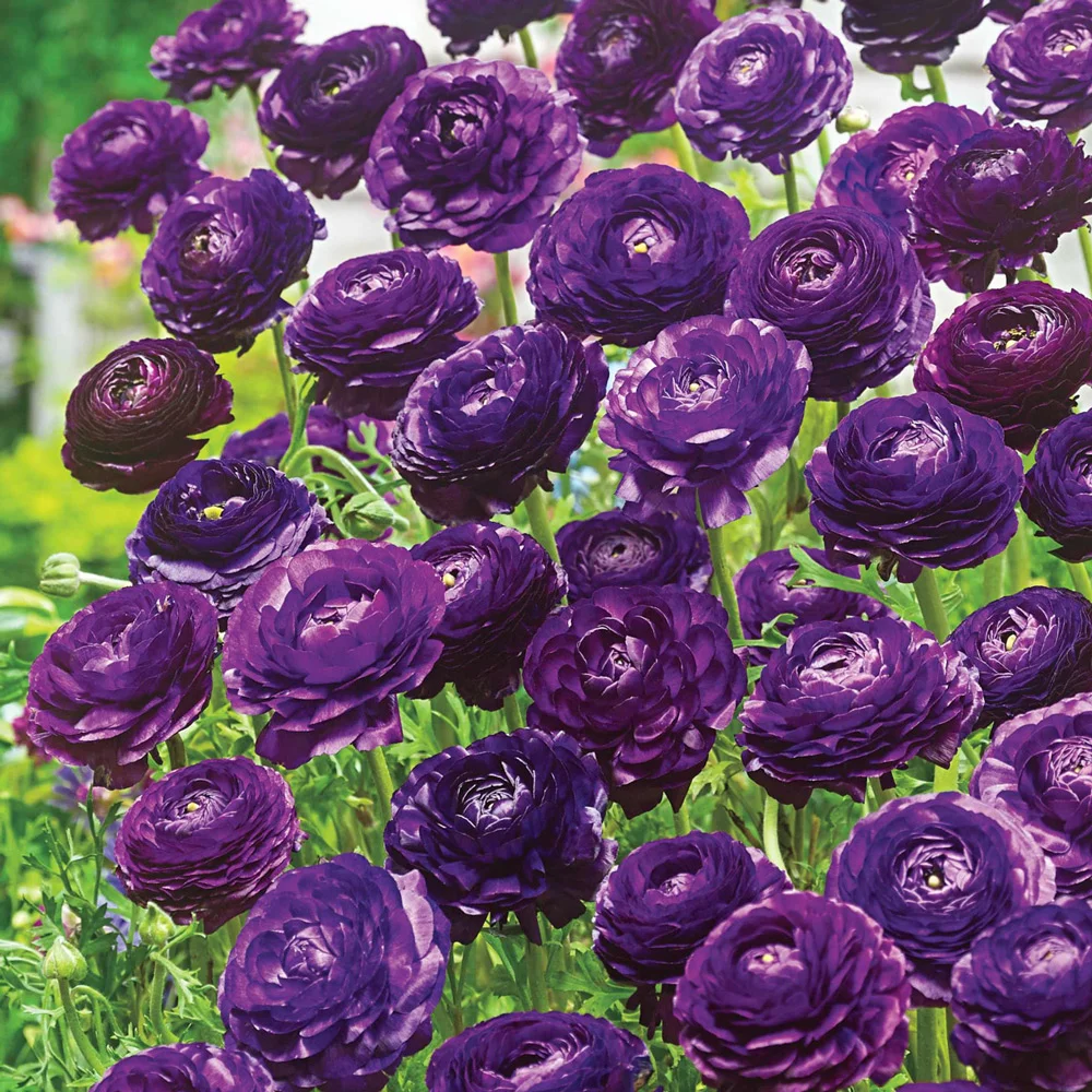 Ranunculus Purple Sensation