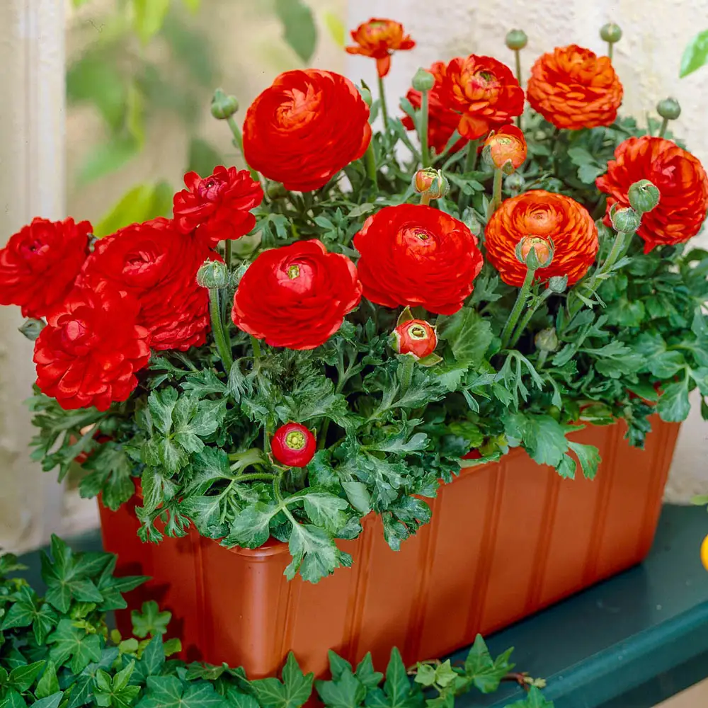 Ranunculus Tomer Red