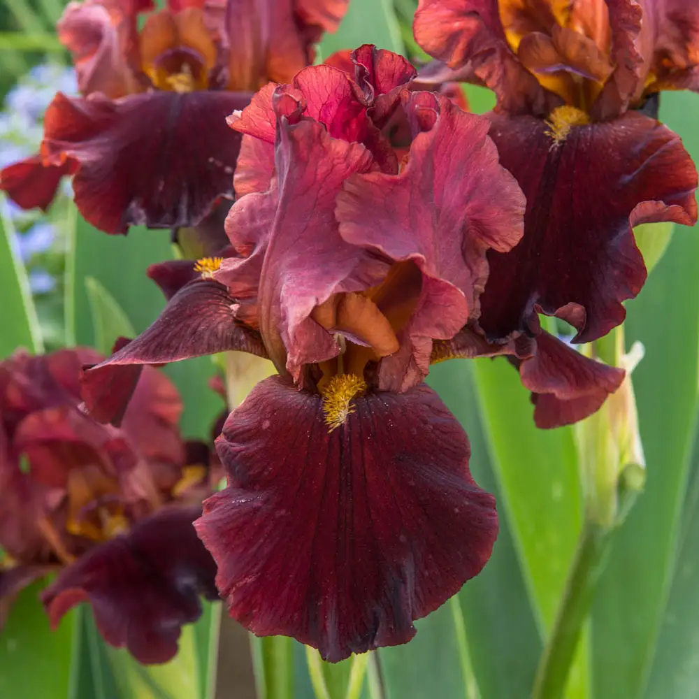 Reblooming German Iris Bernice's Legacy - Image 2