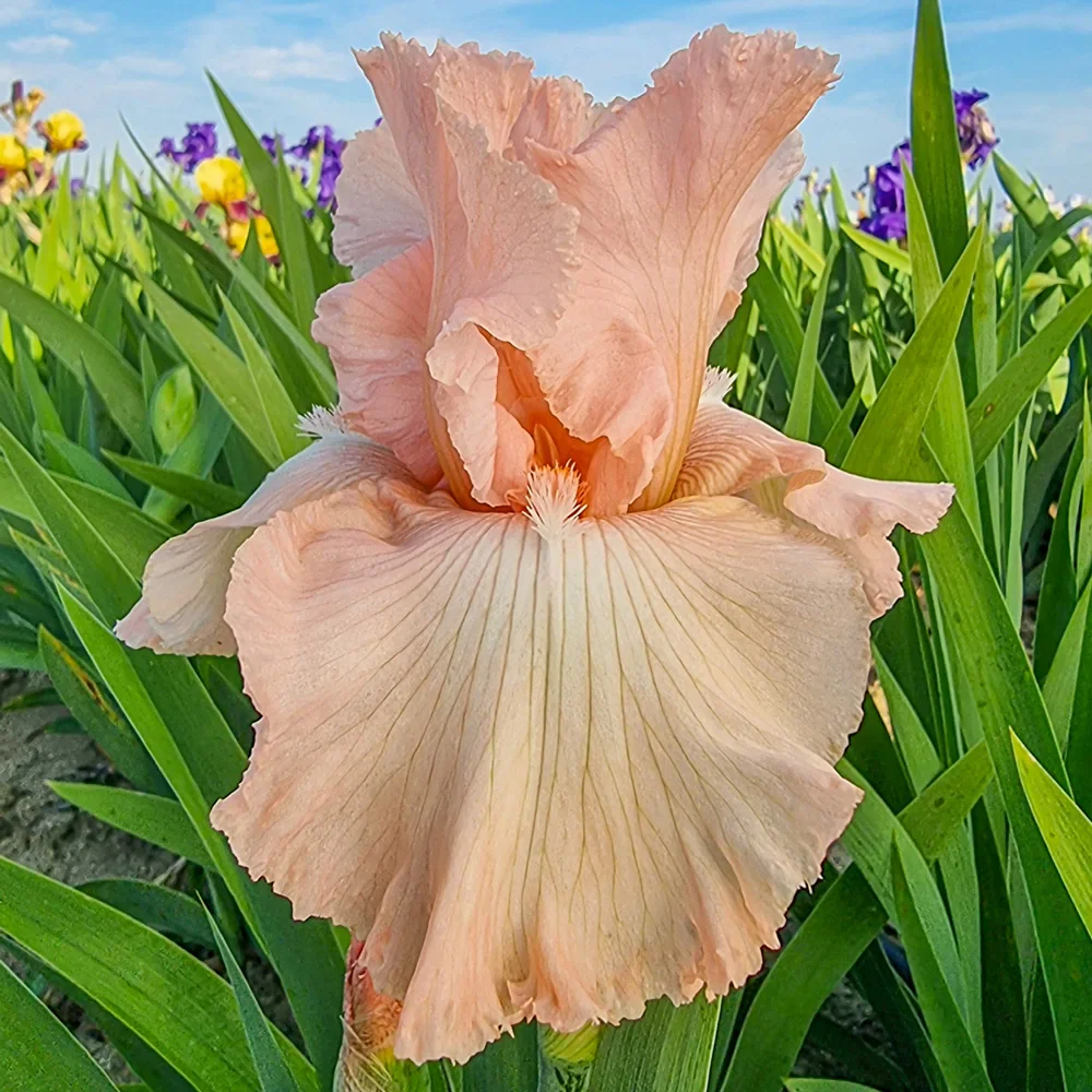 Reblooming German Iris Beverly Sills