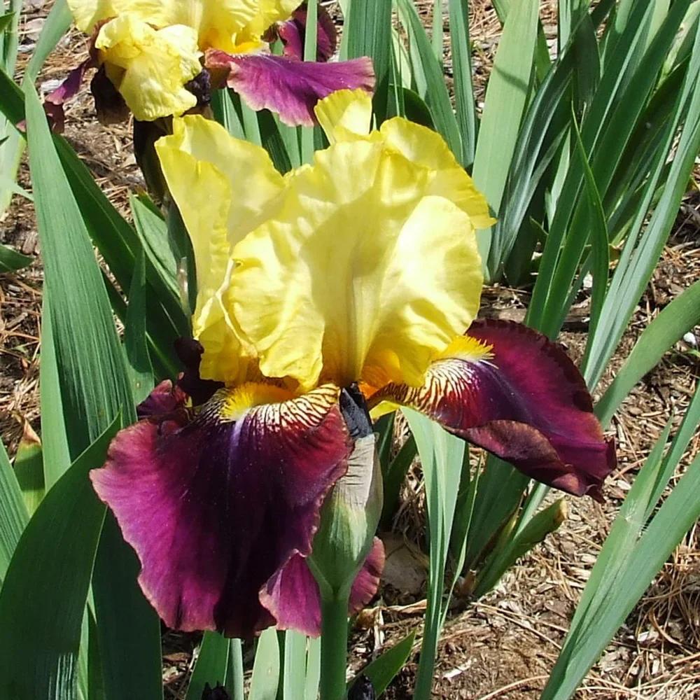 Reblooming German Iris Blatant - Image 2