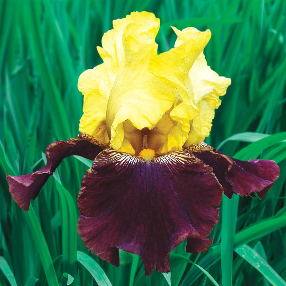 Reblooming German Iris Blatant - Image 3