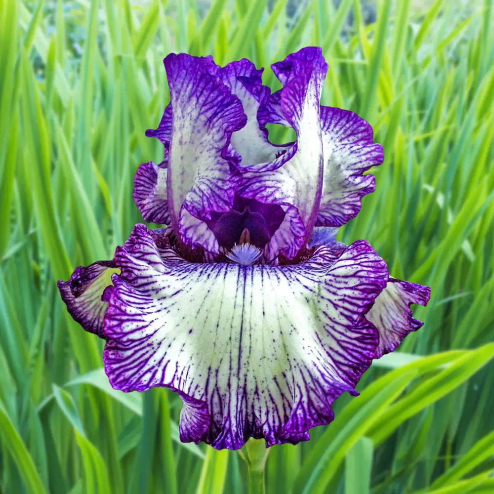 Reblooming German Iris Double Shot