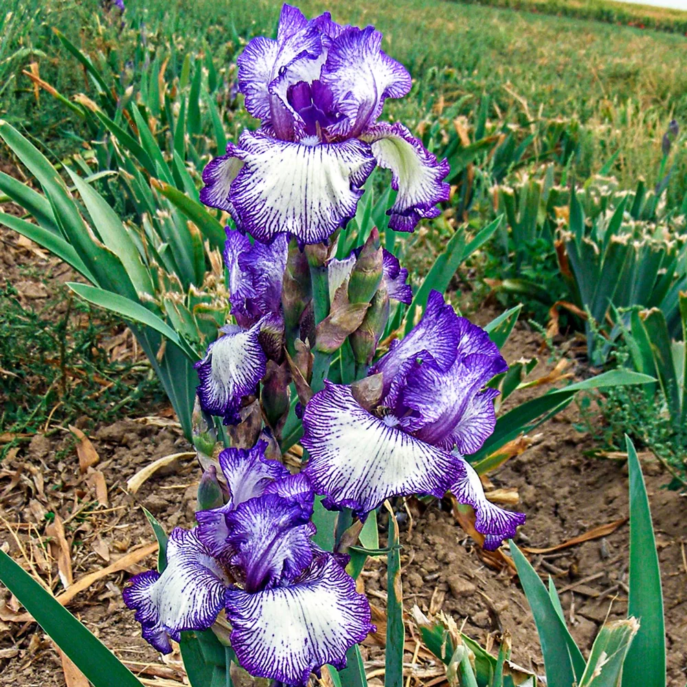 Reblooming German Iris Double Shot - Image 2