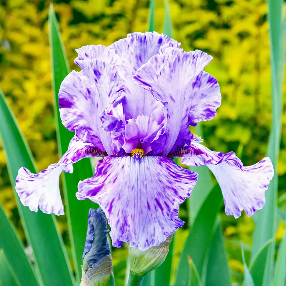 Reblooming German Iris Elainealope - Image 2