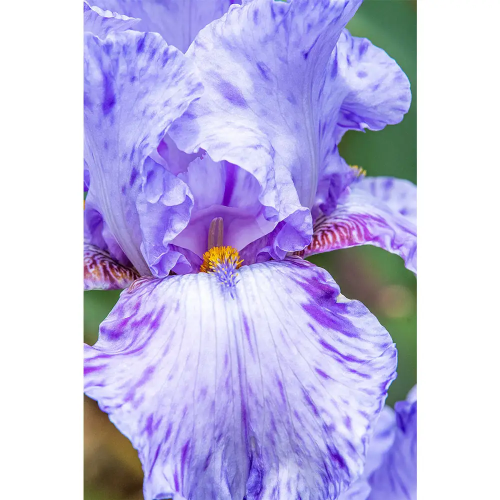 Reblooming German Iris Elainealope - Image 3