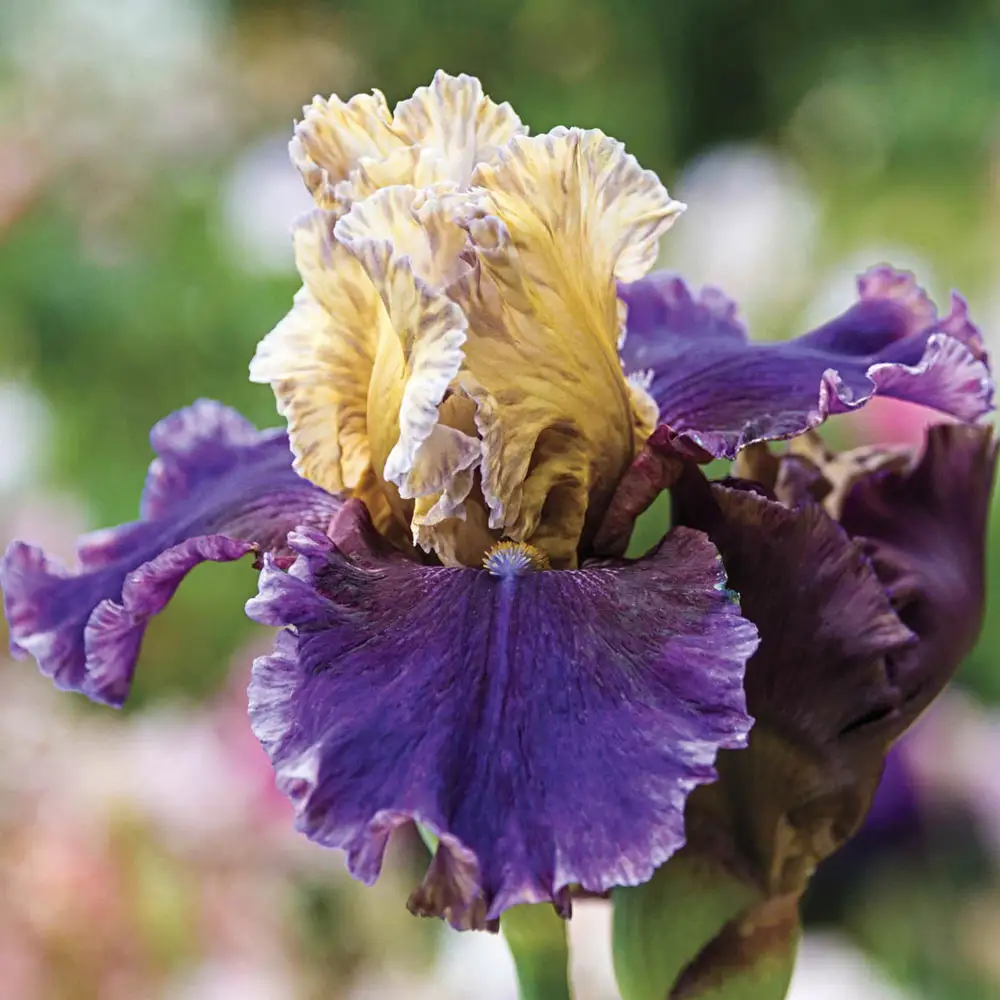 Reblooming German Iris Final Episode