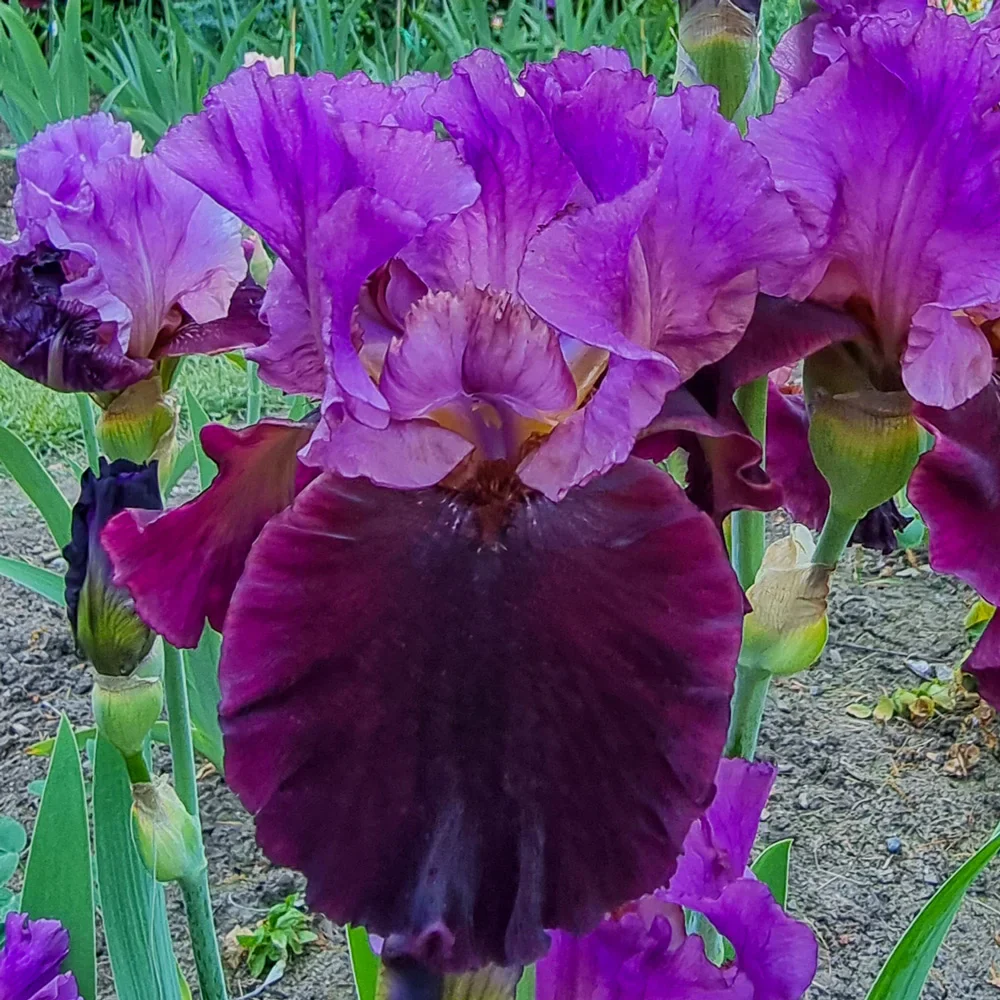 Reblooming German Iris I'm Back - Image 2