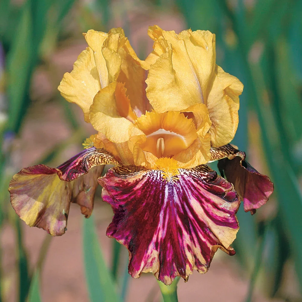Reblooming German Iris Ziggy