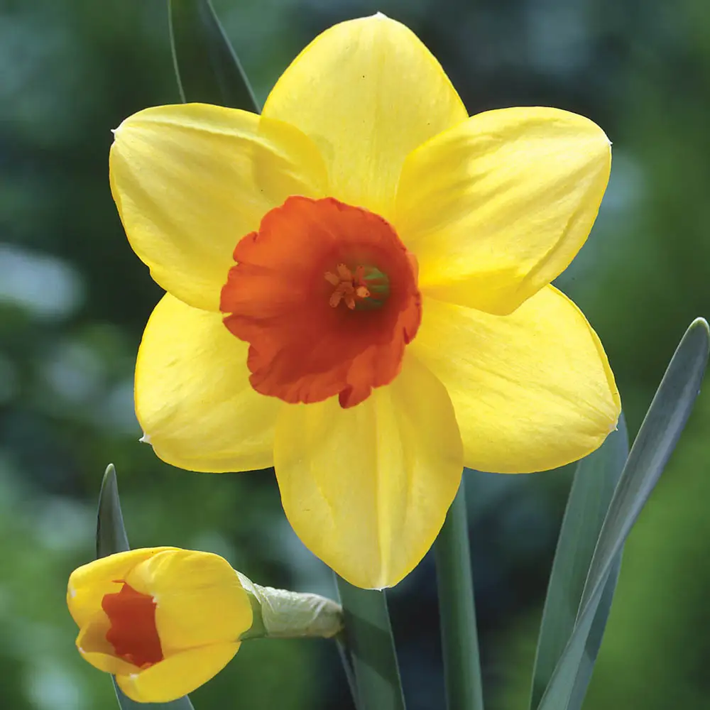 Large Cupped Daffodil Red Devon