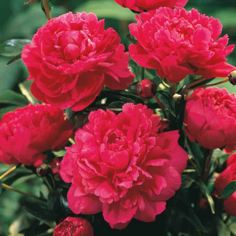 Double Peony Red - Image 3