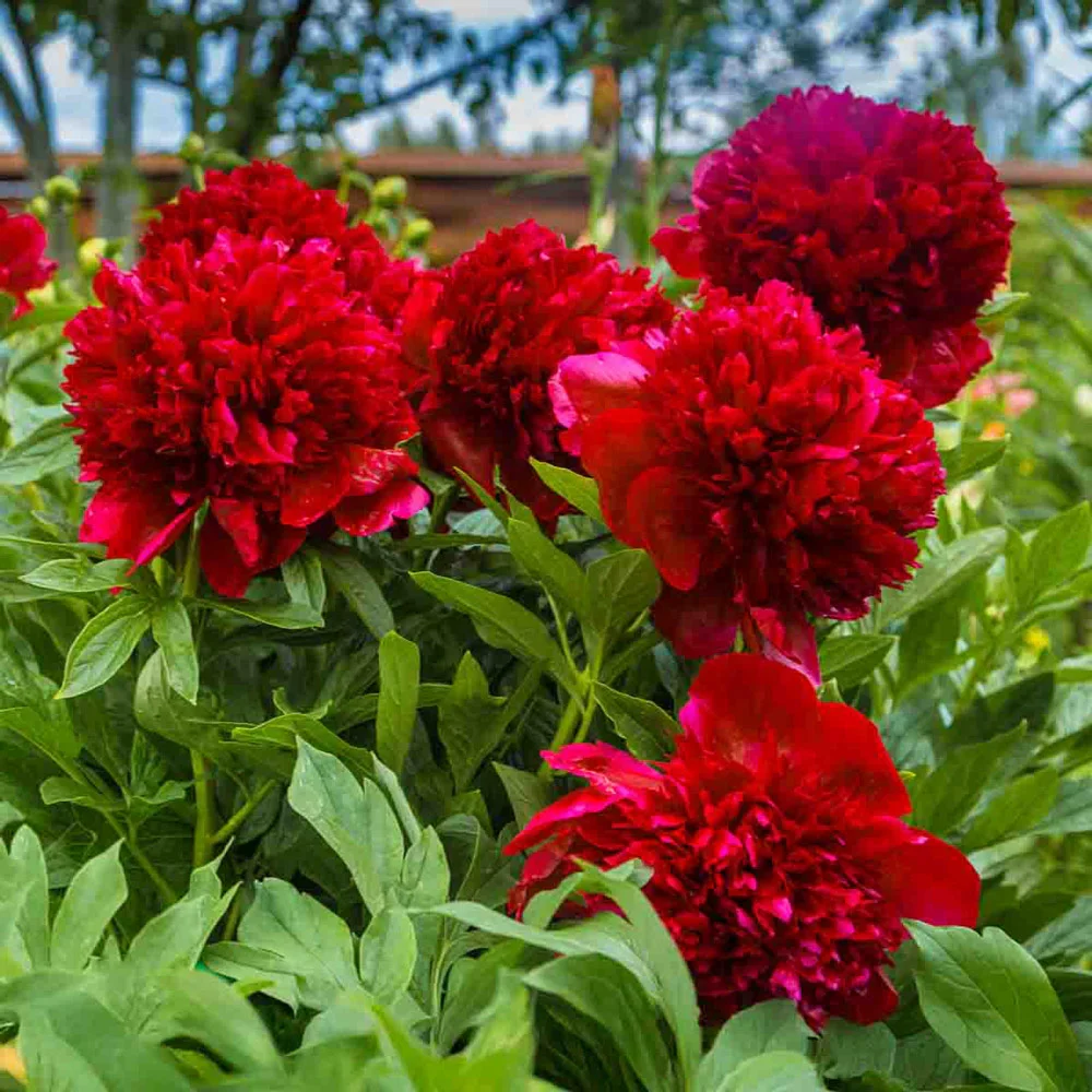 Double Peony Red - Image 4