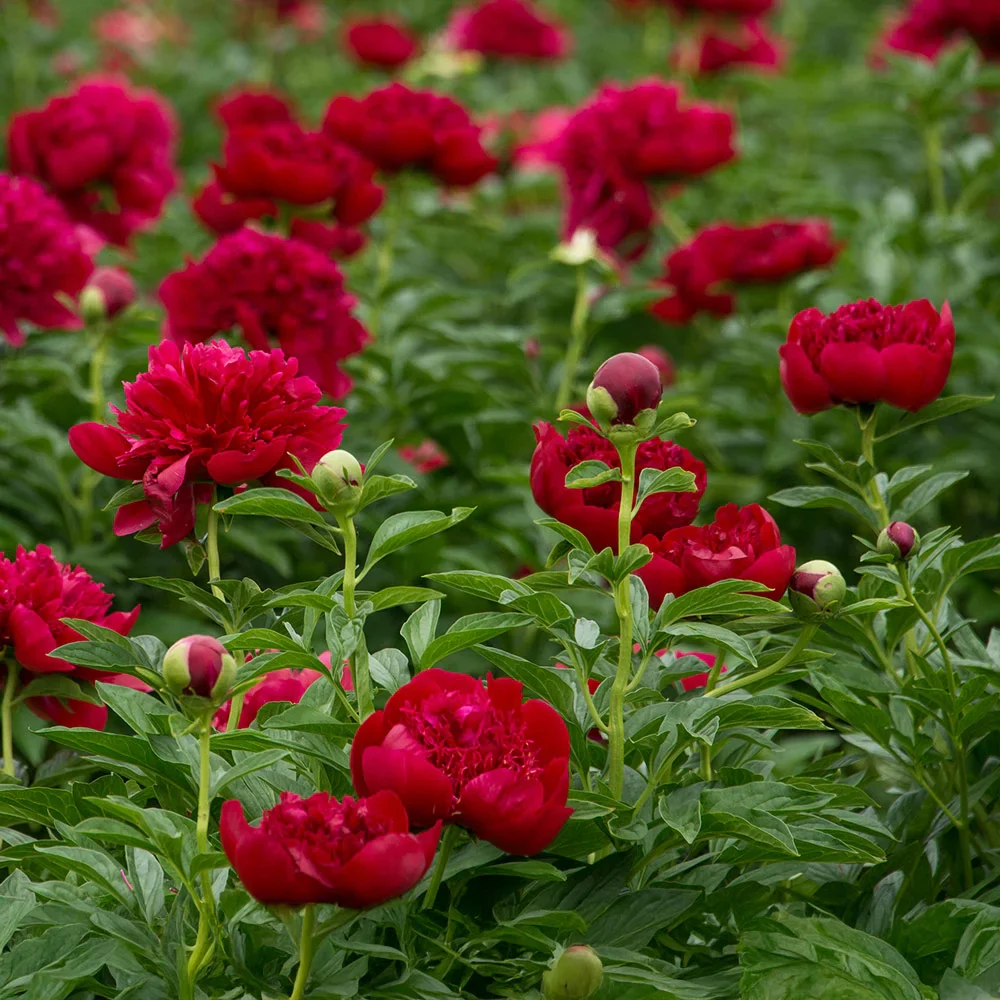 Double Peony Red - Image 5