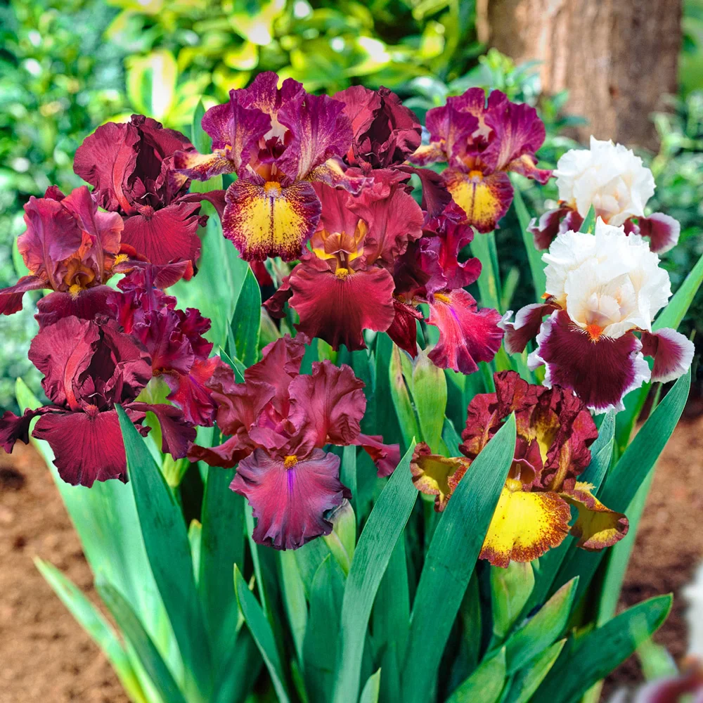 Red German Iris Mix