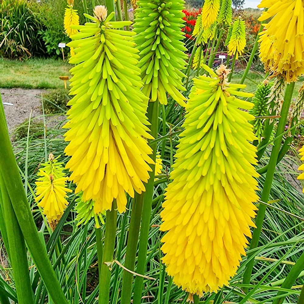 Red Hot Poker Bees Lemon - Image 2
