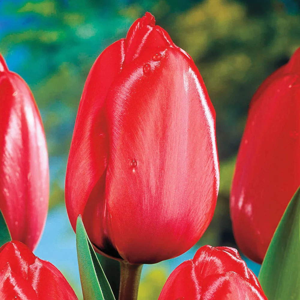 Darwin Hybrid Tulip Red Impression
