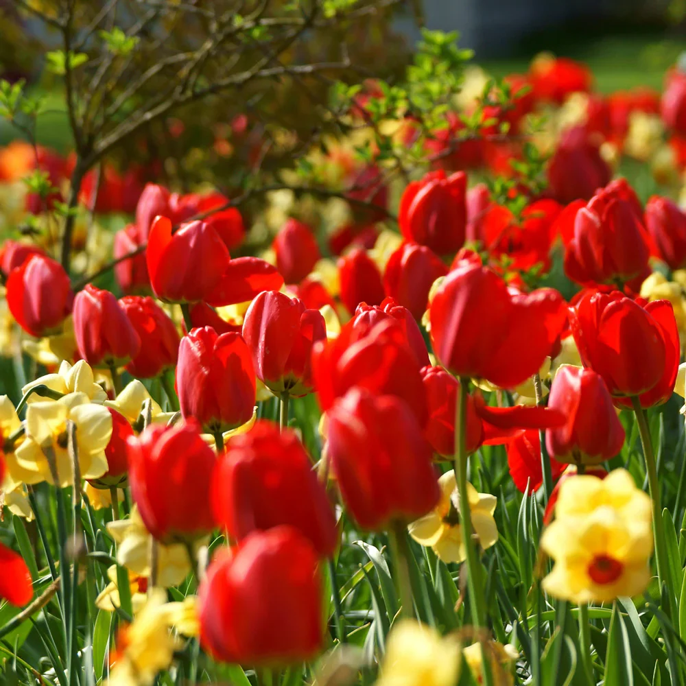 Darwin Hybrid Tulip Red Impression - Image 5