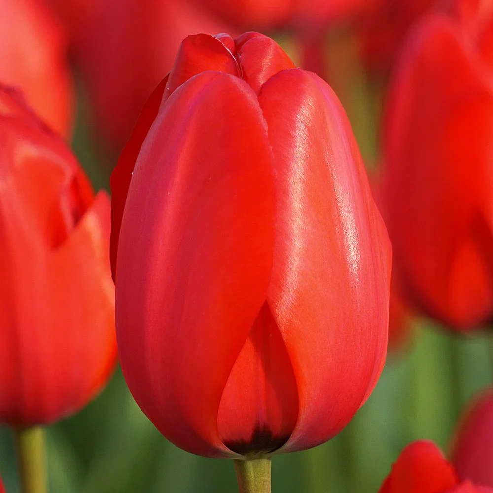 Darwin Hybrid Tulip Red Impression - Image 6