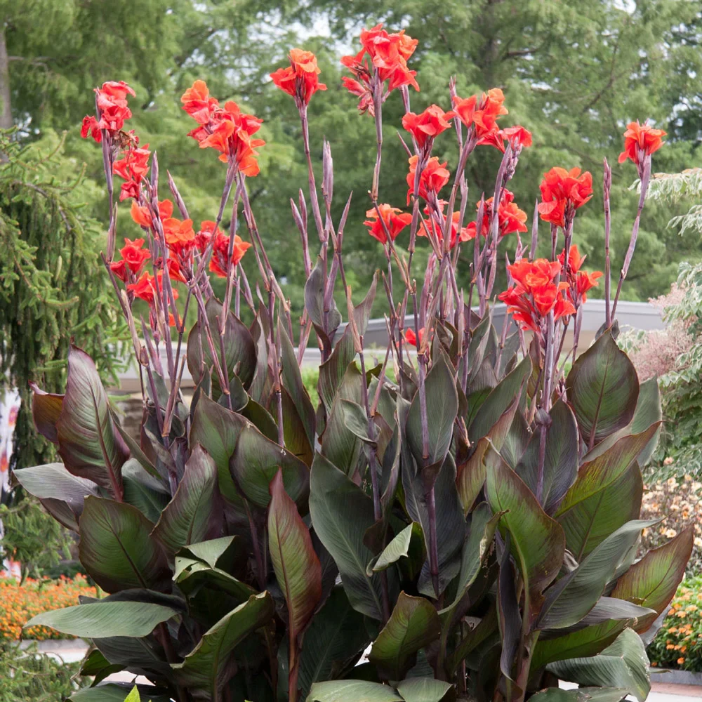 Giant Canna Red King Humbert