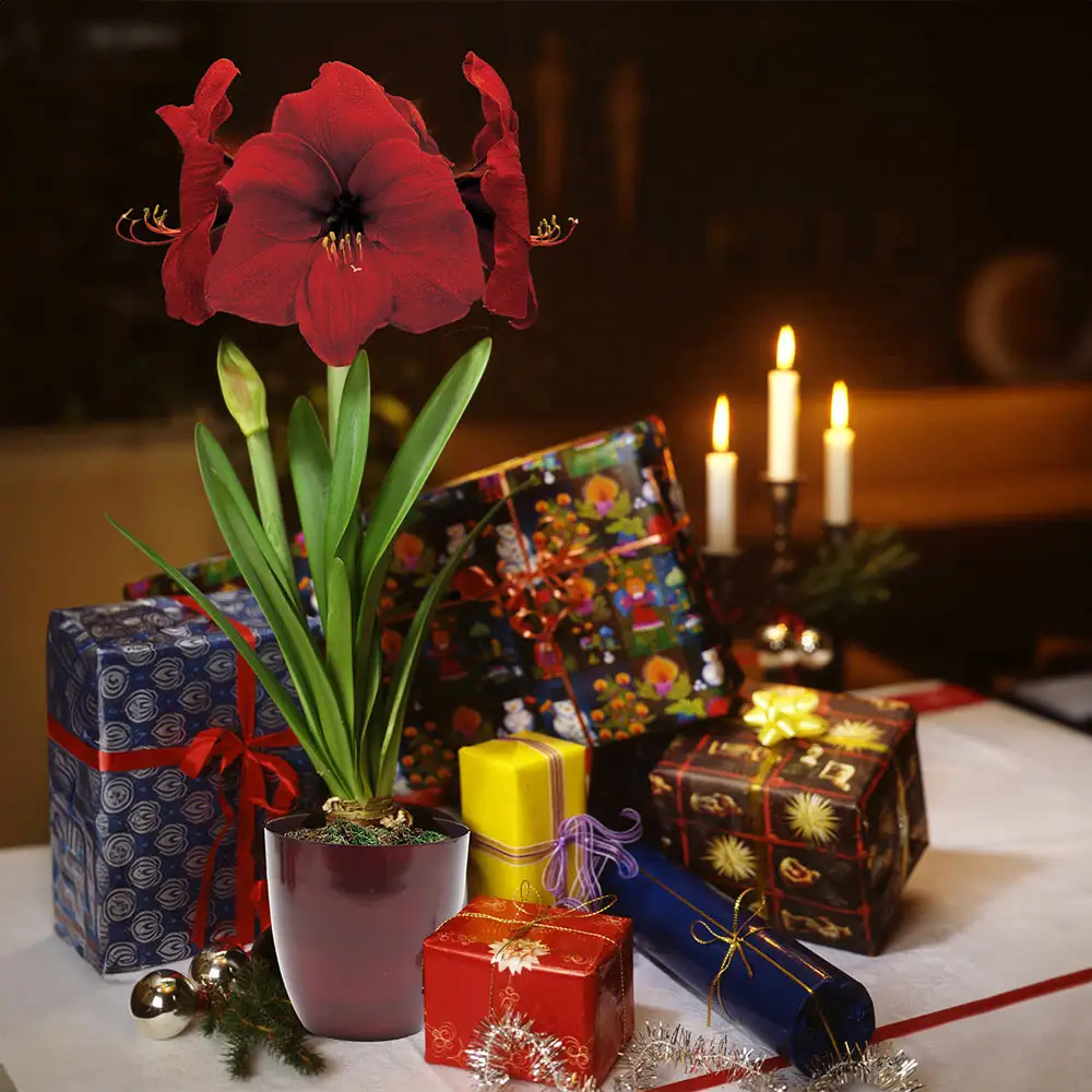 Amaryllis Red Lion - Image 4