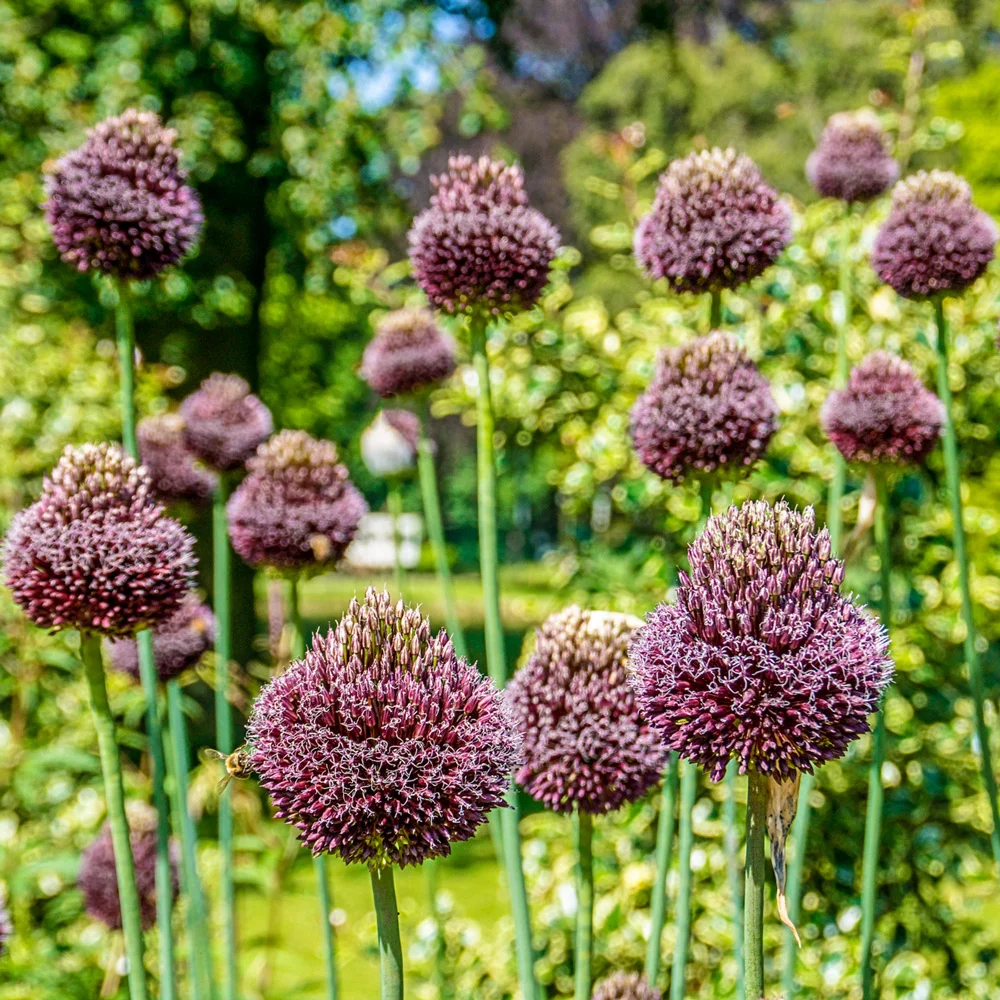 Allium Red Mohican - Image 2