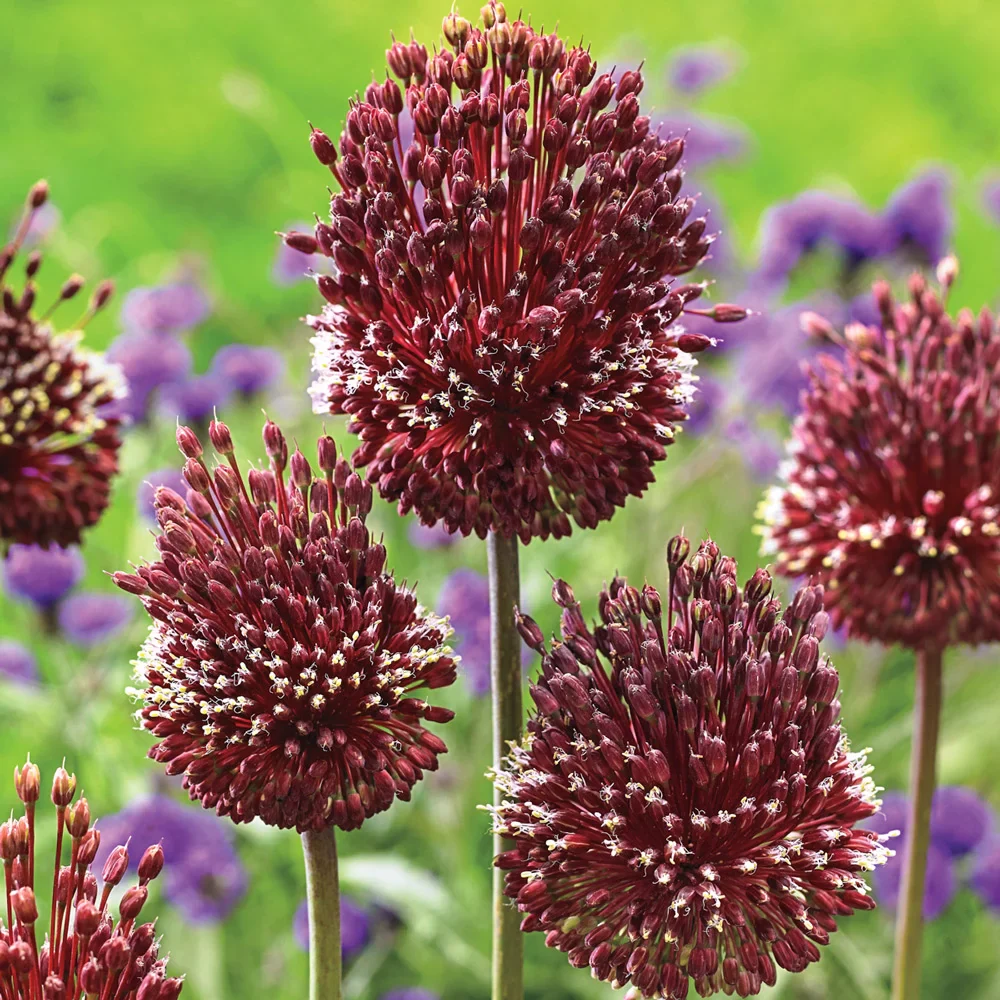 Allium Red Mohican - Image 3