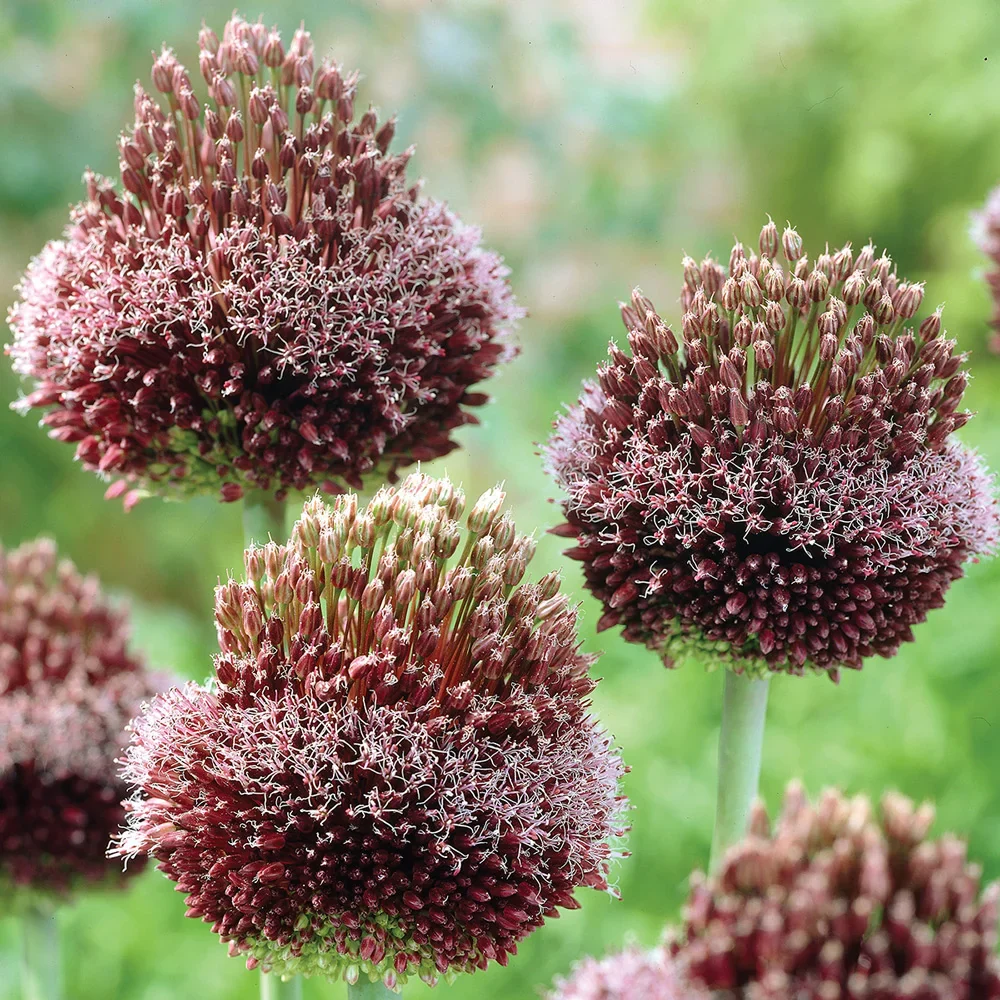 Allium Red Mohican - Image 4