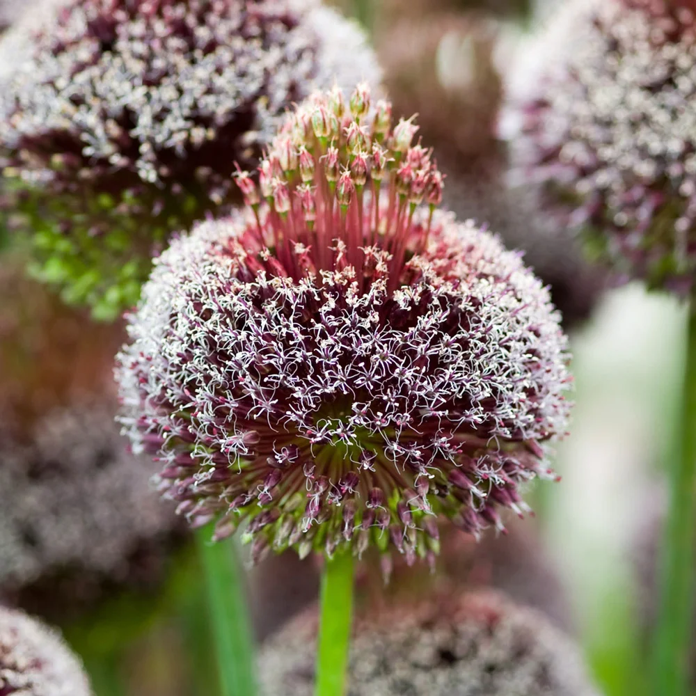 Allium Red Mohican - Image 5