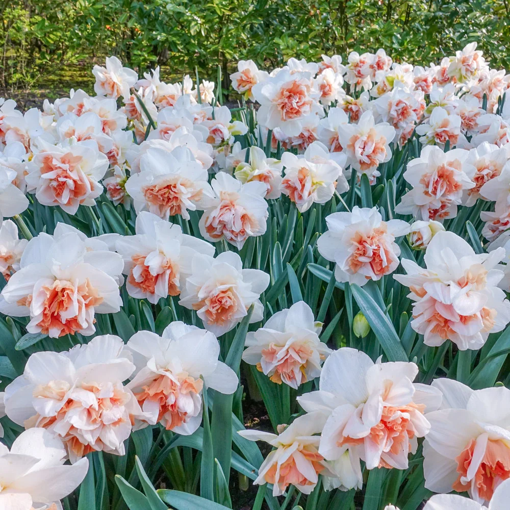 Double Daffodil Replete - Image 3