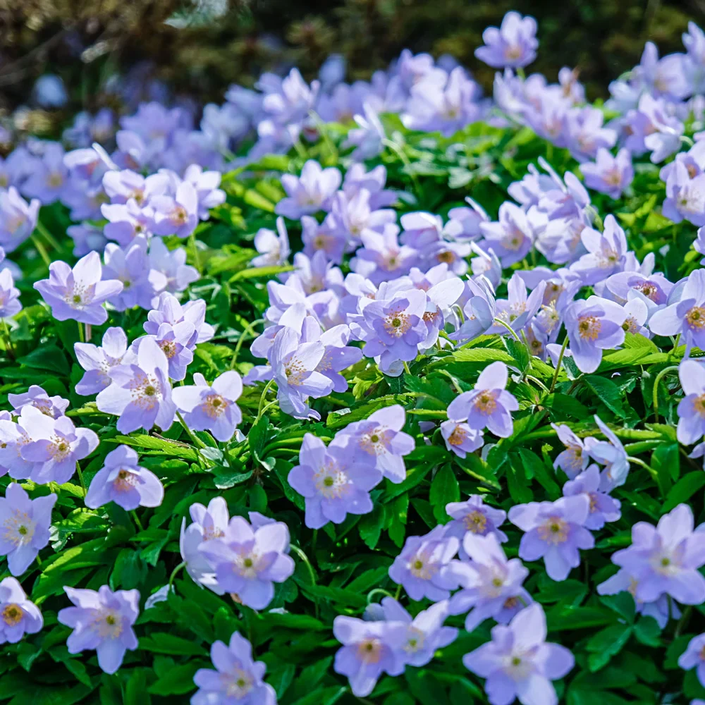 Robinsoniana Wood Anemone (A. nemorosa 'Robinsoniana')