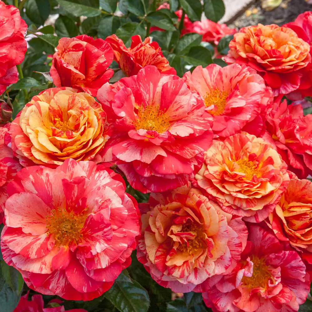 Frida Kahlo® Floribunda Rose - Image 3