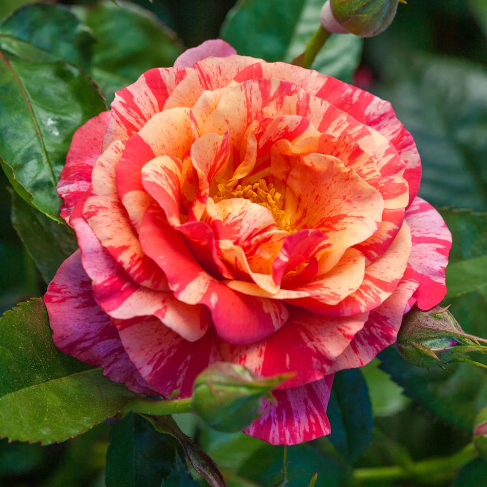 Frida Kahlo® Floribunda Rose - Image 4