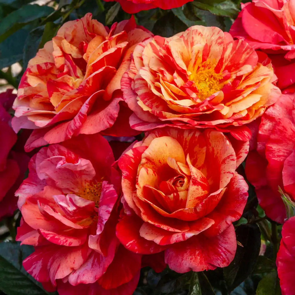 Frida Kahlo® Floribunda Rose - Image 7